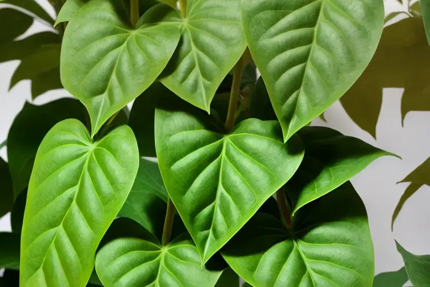 Hoja santa (piper auritum) — photo 2