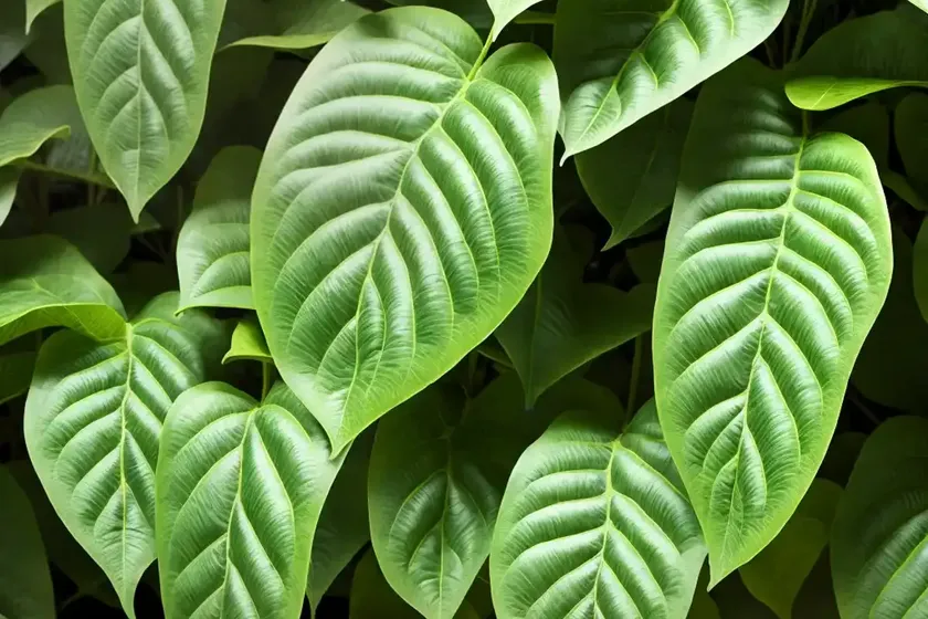 Hoja santa (piper auritum) — photo 3