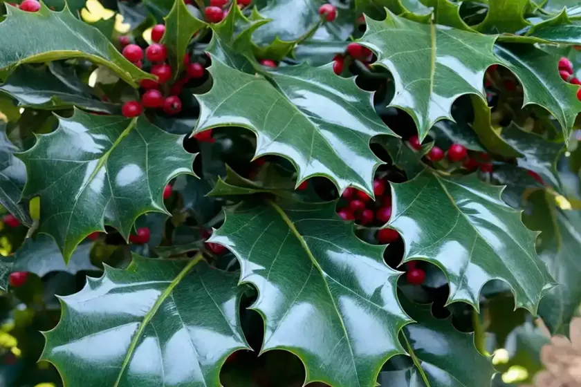 Holly (Ilex ‘Conaf’ OAKLEAF) — photo 2
