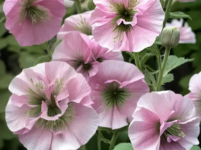 Hollyhock (Alcea Rosea ‘Nigra’)
