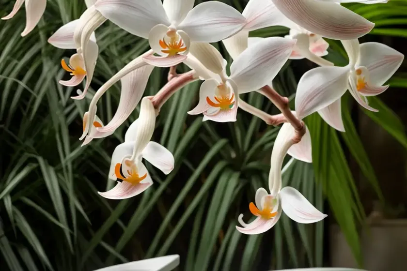 Holy ghost orchid (peristeria elata) — photo 2