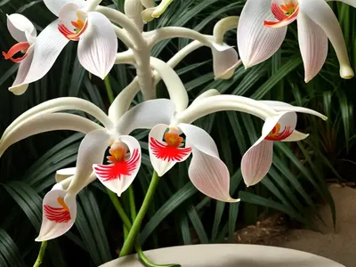 Holy Ghost Orchid (Peristeria Elata)