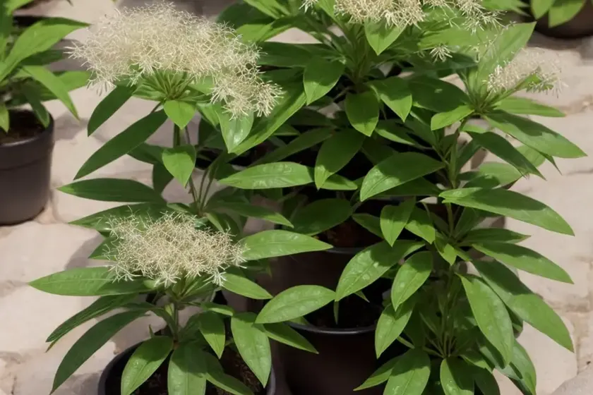 Homalium integrifolium (homalium integrifolium) — photo 2