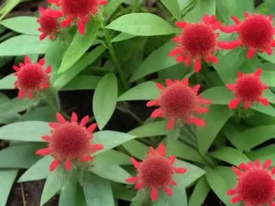 Homalomena Rubescens Maggy (Homalomena Rubescens Maggy)