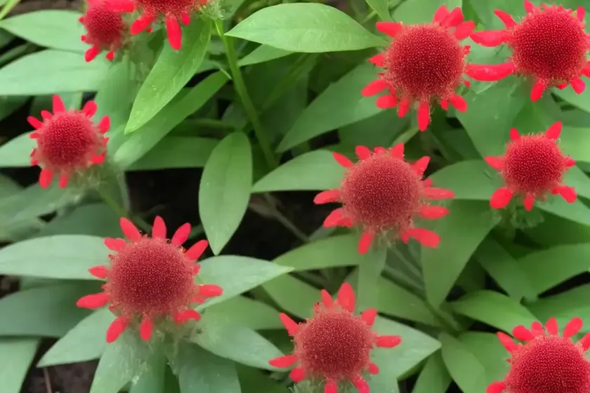 Homalomena rubescens maggy (homalomena rubescens maggy)