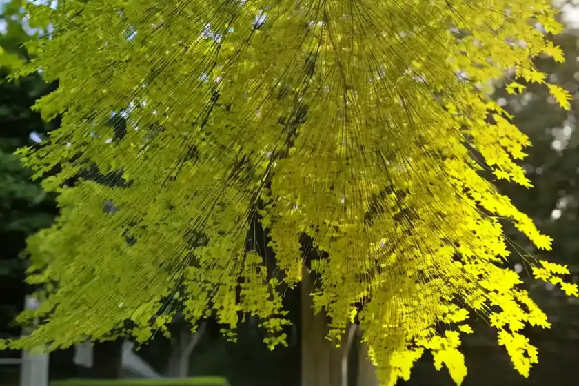 Honey locust (gleditsia triacanthos) — photo 2