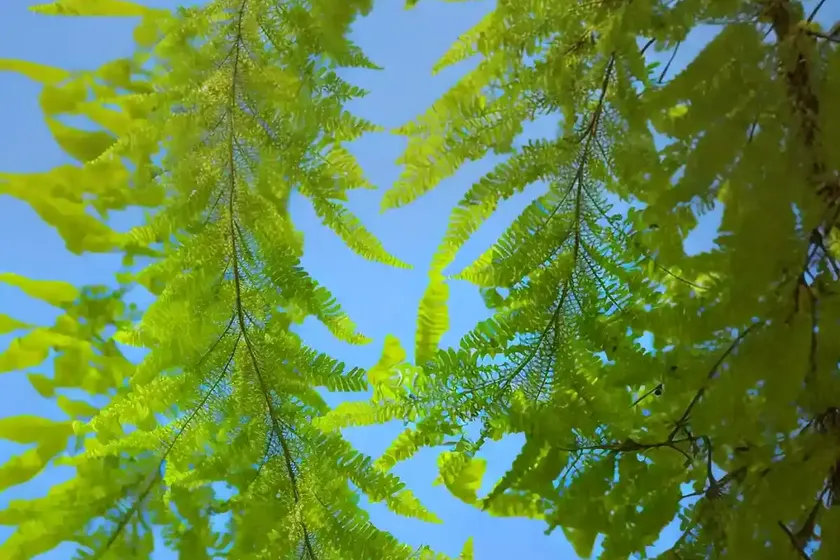 Honey locust (gleditsia triacanthos f. inermis ‘skycole’ skyline) — photo 3