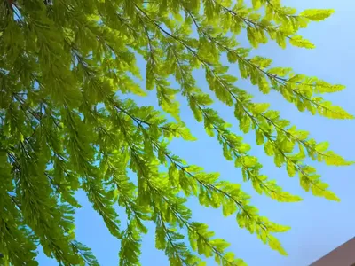 Honey Locust (Gleditsia Triacanthos F. Inermis ‘Skycole’ SKYLINE)