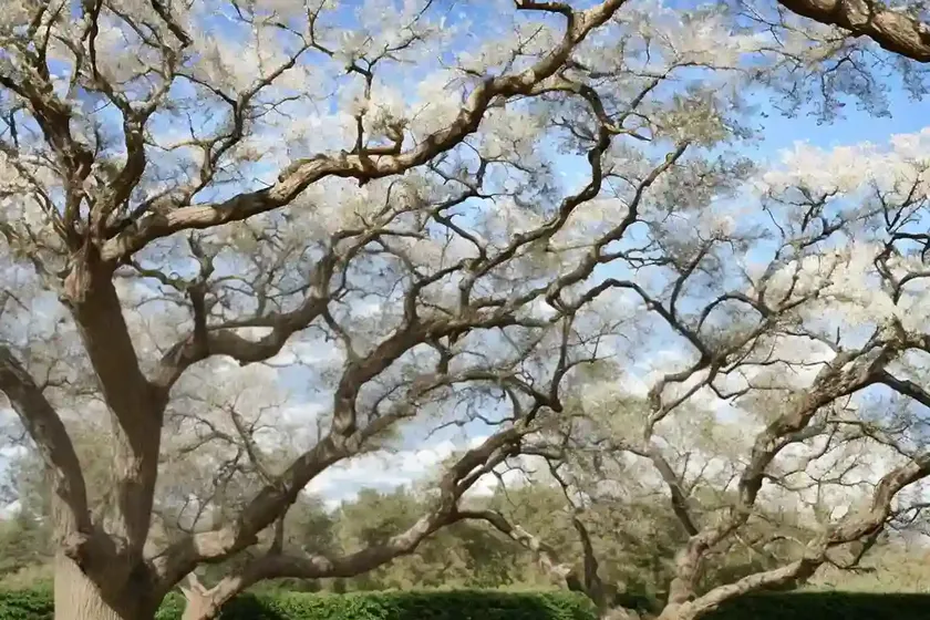 Honeydew oak (quercus faginea) — photo 3