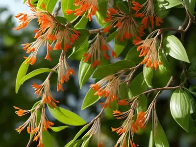 Honeysuckle (Lonicera)