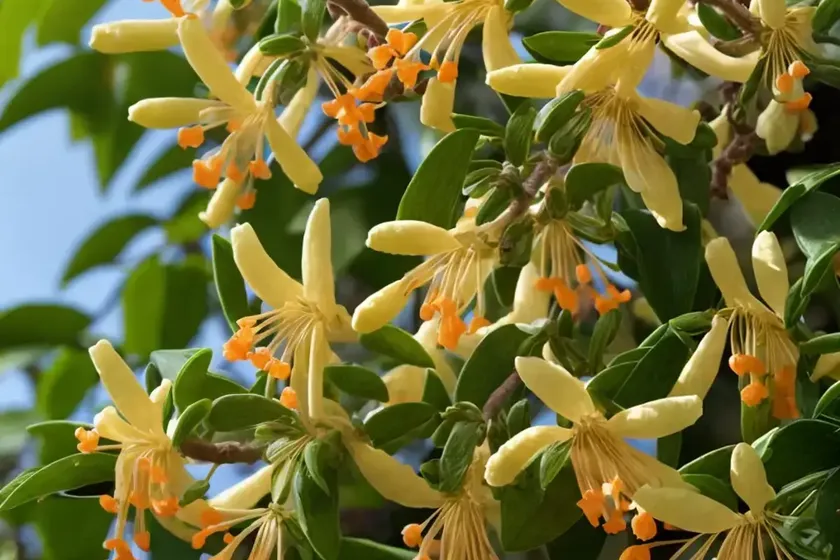 Honeysuckle (lonicera yunnanensis) — photo 2