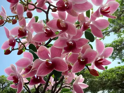Hong Kong Orchid Tree (Bauhinia X Blakeana)