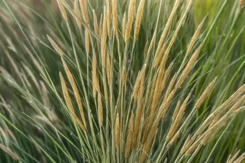 Hooked bristlegrass, rough bristle-grass, bristly foxtail. (setaria verticillata) — photo 2