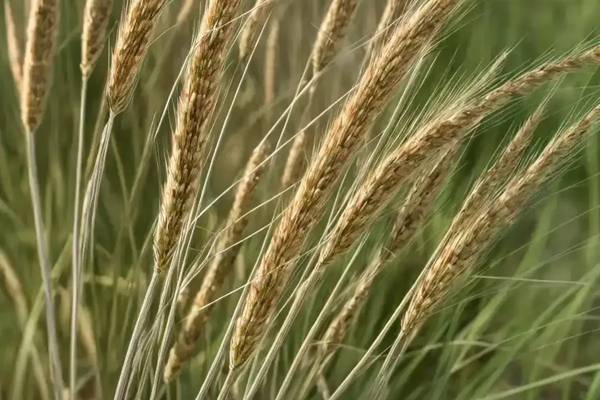 Hooked bristlegrass, rough bristle-grass, bristly foxtail. (setaria verticillata) — photo 3