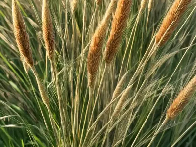 Hooked Bristlegrass, Rough Bristle-Grass, Bristly Foxtail. (Setaria Verticillata)