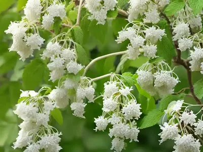 Hop Tree (Ptelea Trifoliata)