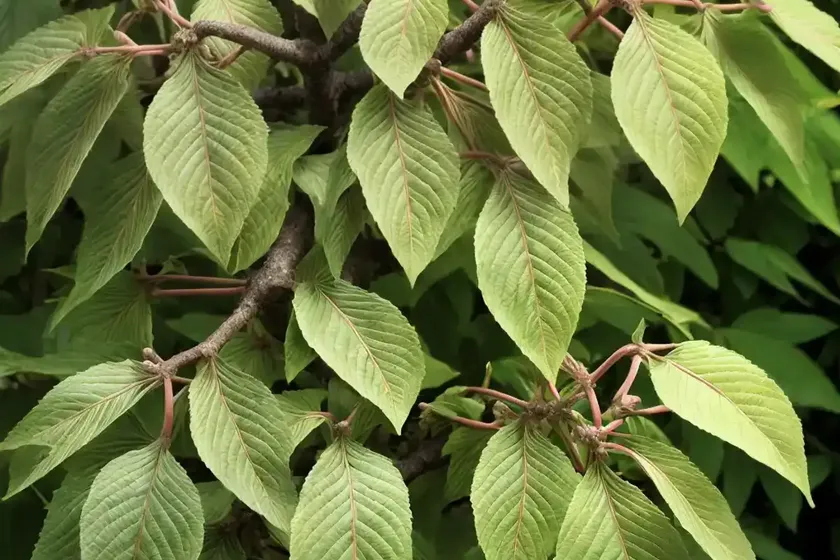 Horse-chestnut (aesculus hippocastanum) — photo 3
