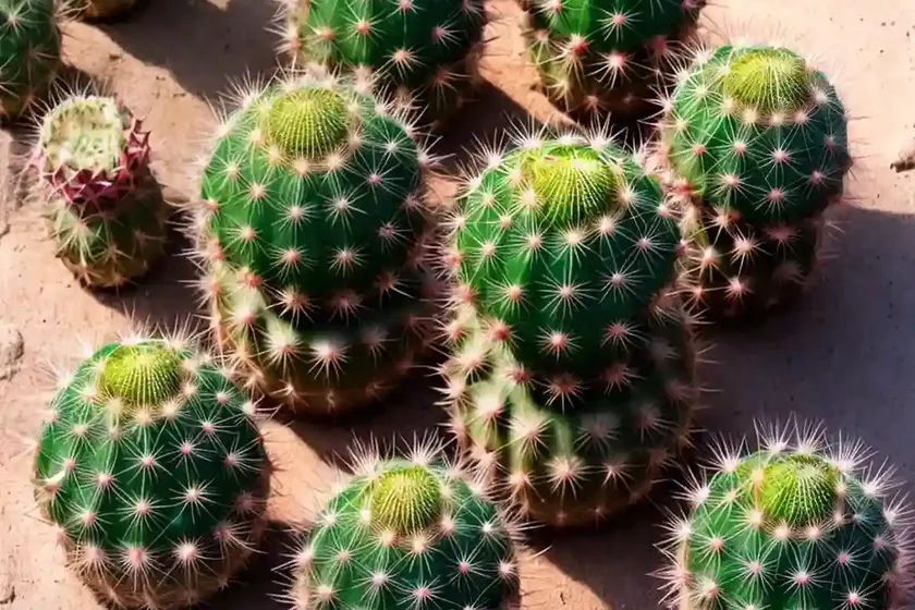 Horse crippler cactus (echinocactus texensis) — photo 2