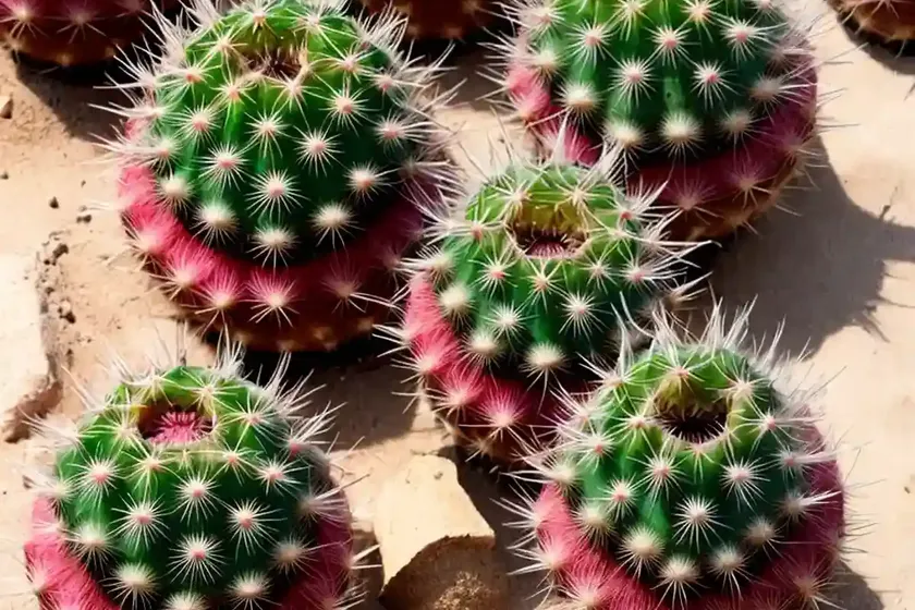 Horse crippler cactus (echinocactus texensis)