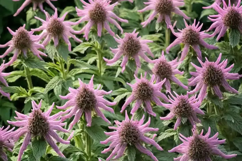 Horse mint (monarda) — photo 2
