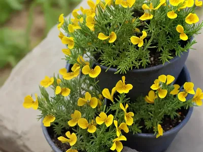 Horseshoe Vetch (Hippocrepis Comosa)
