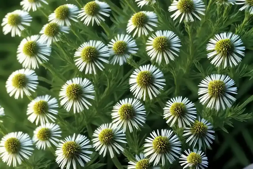 Horseweed (erigeron canadensis) — photo 2