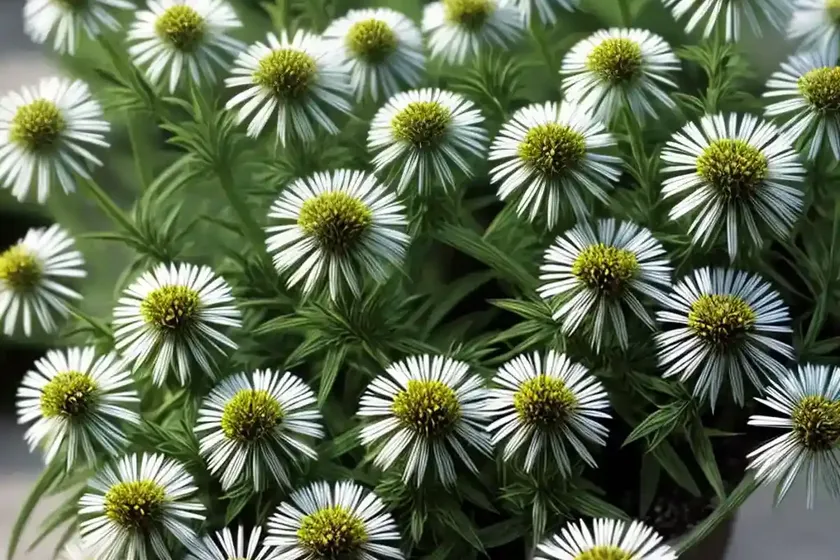 Horseweed (erigeron canadensis) — photo 3