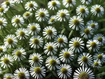 Horseweed (Erigeron Canadensis)