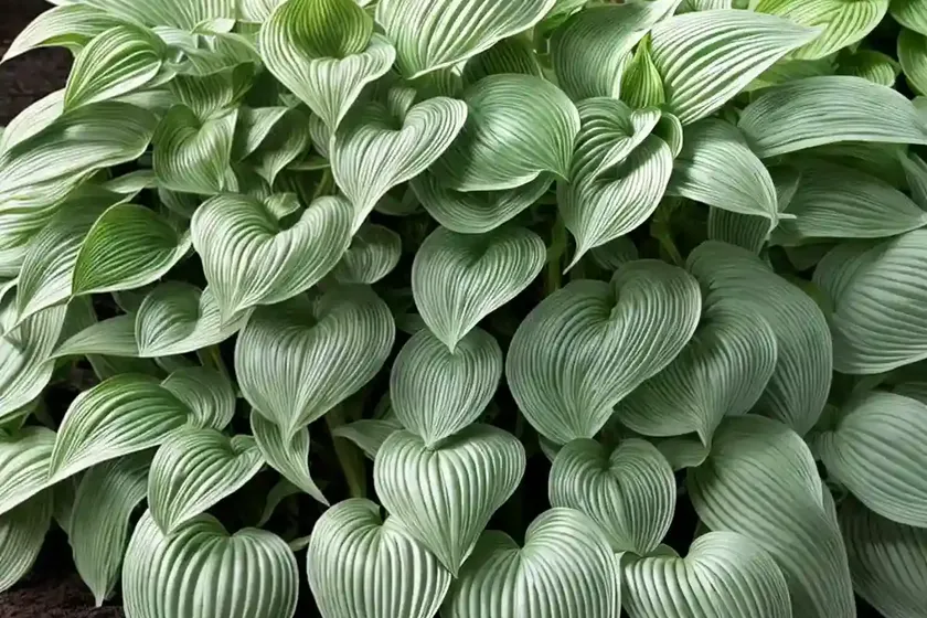 Hosta (hosta ‘abby’) — photo 2
