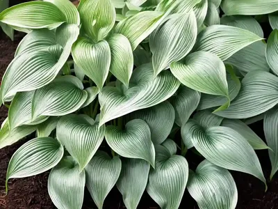 Hosta (Hosta ‘Abby’)