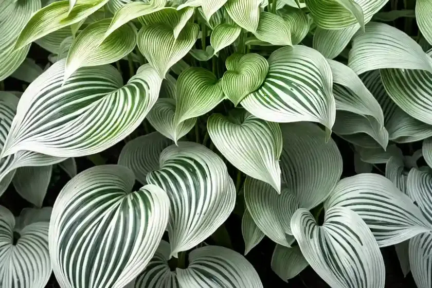 Hosta (hosta ‘august moon’) — photo 2