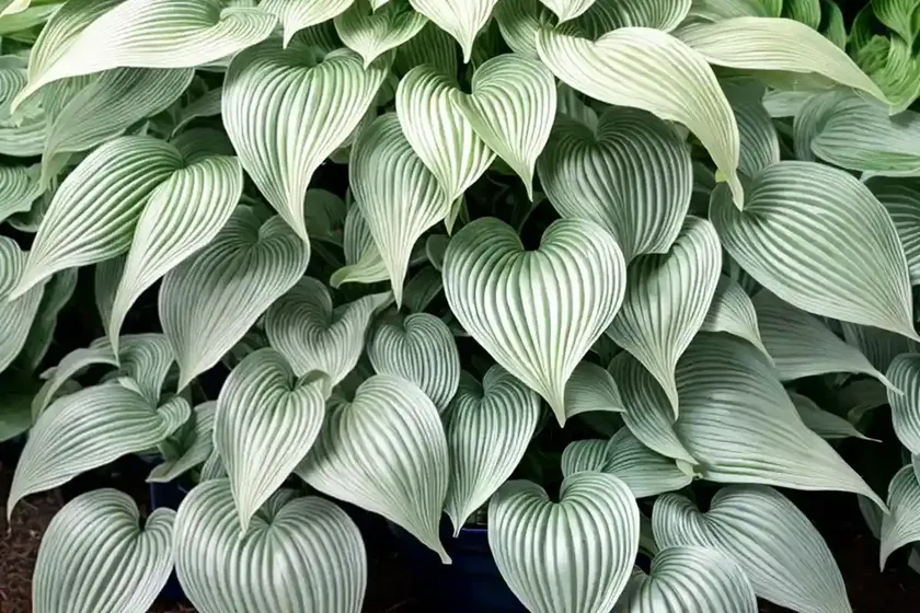 Hosta (hosta ‘august moon’) — photo 3