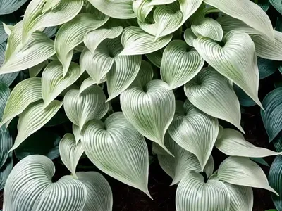 Hosta (Hosta ‘August Moon’)