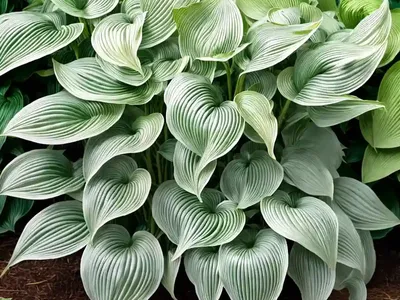 Hosta (Hosta ‘Big Daddy’)