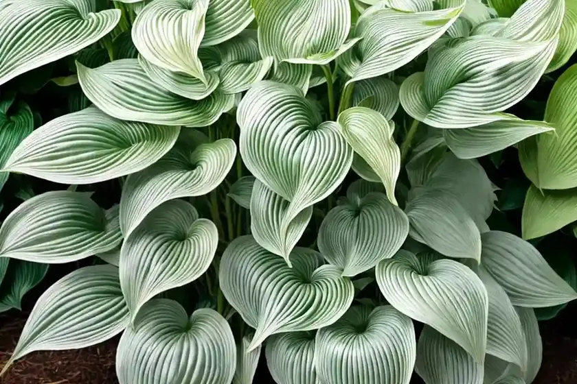 Hosta (Hosta ‘Big Daddy’)