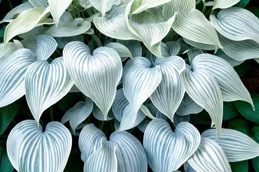 Hosta (Hosta ‘Blue Ivory’) — photo 3