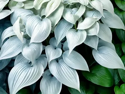 Hosta (Hosta ‘Blue Ivory’)