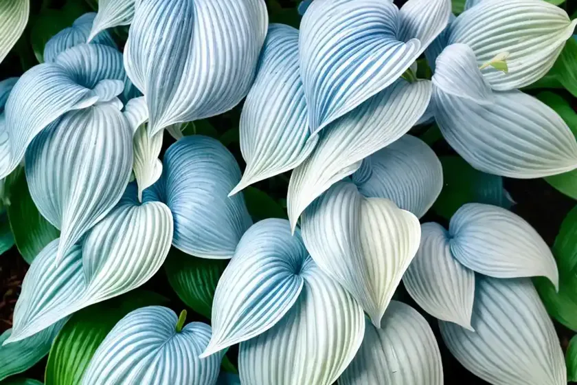 Hosta (hosta ‘blue mouse ears’) — photo 2