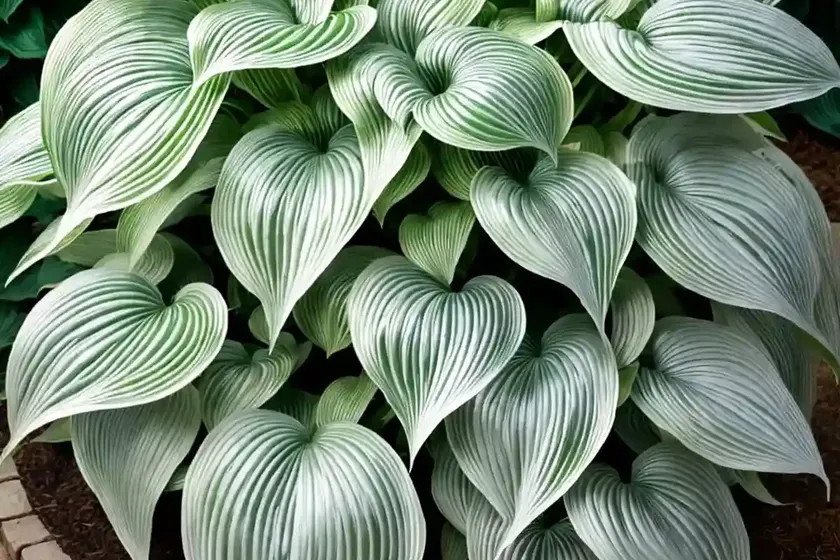 Hosta (hosta ‘elvis lives’) — photo 3