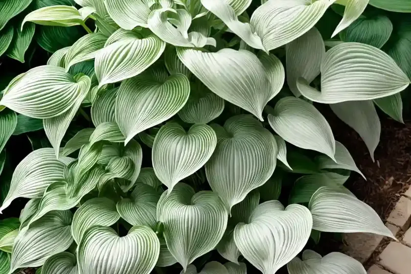 Hosta (hosta ‘floradora’) — photo 2