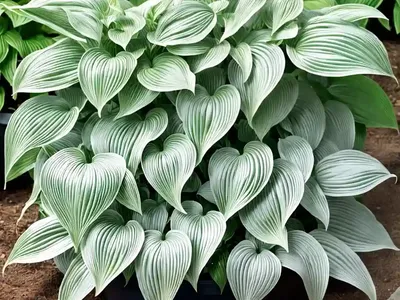 Hosta (Hosta ‘Floradora’)