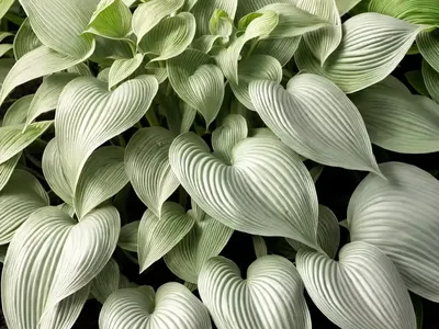 Hosta (Hosta ‘Fog Light’)