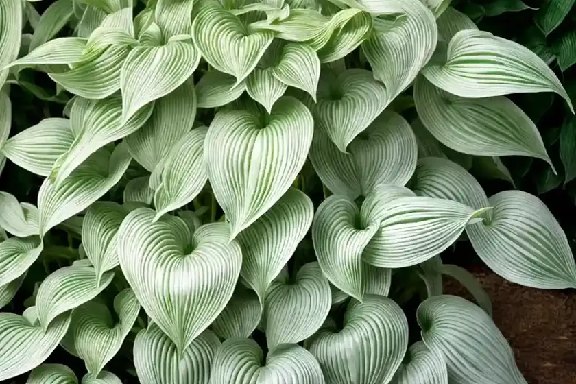 Hosta (hosta ‘fragrant fire’) — photo 2