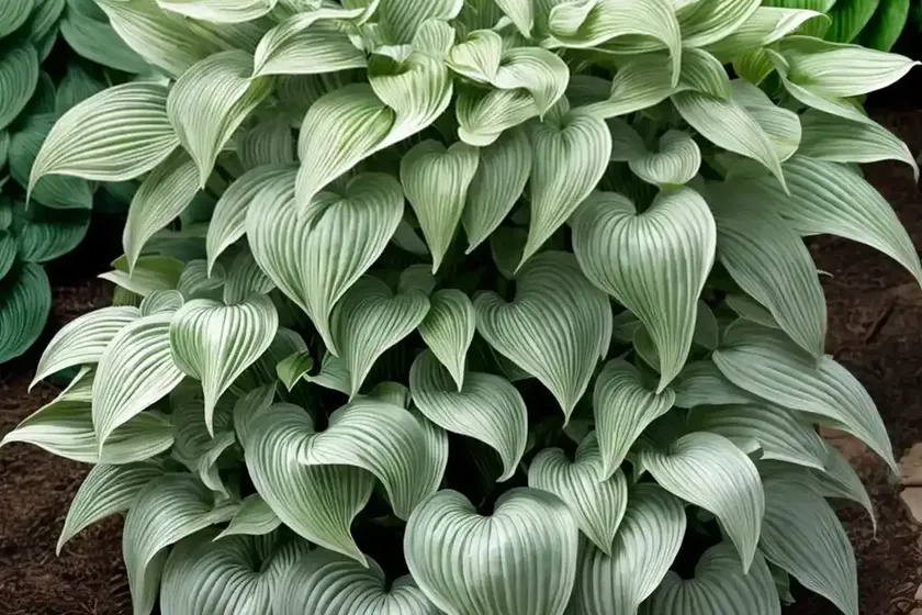 Hosta (hosta ‘fragrant fire’) — photo 3