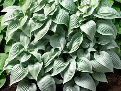 Hosta (Hosta ‘Fragrant Fire’)