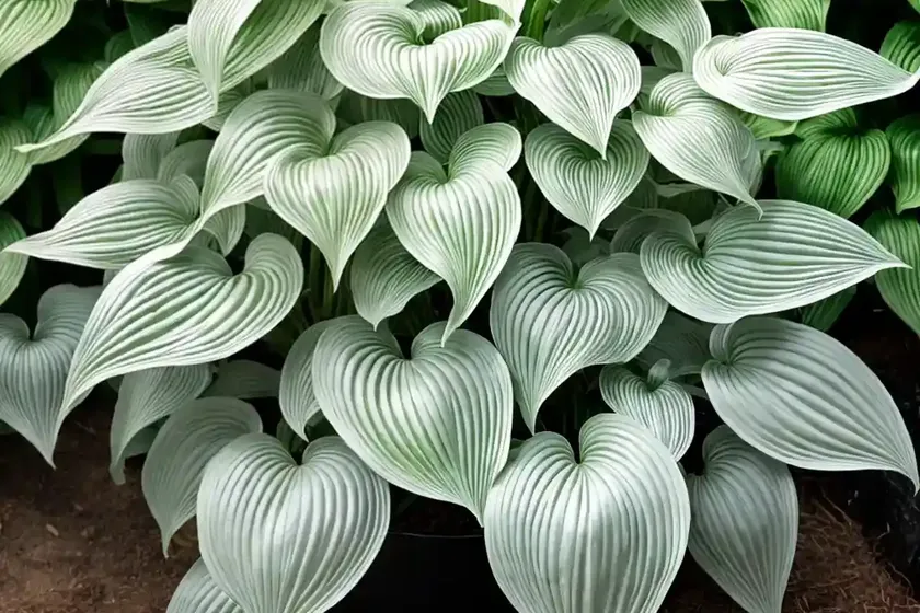 Hosta (hosta ‘ghost spirit’) — photo 2