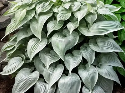 Hosta (Hosta ‘Ghost Spirit’)