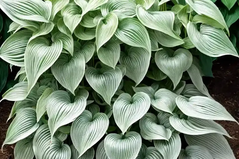 Hosta (hosta longissima) — photo 2