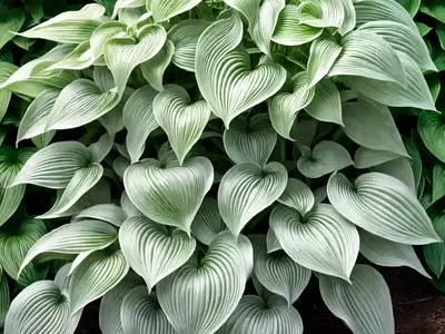 Hosta (Hosta Longissima)