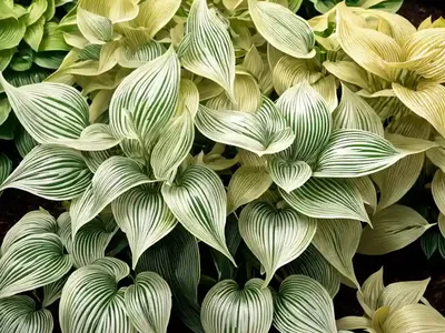 Hosta (Hosta ‘Piedmont Gold’)